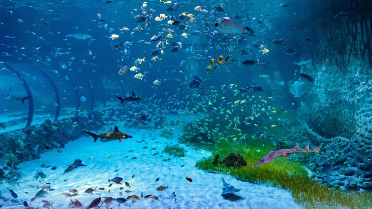 National Aquarium Abu Dhabi  - Photo 2