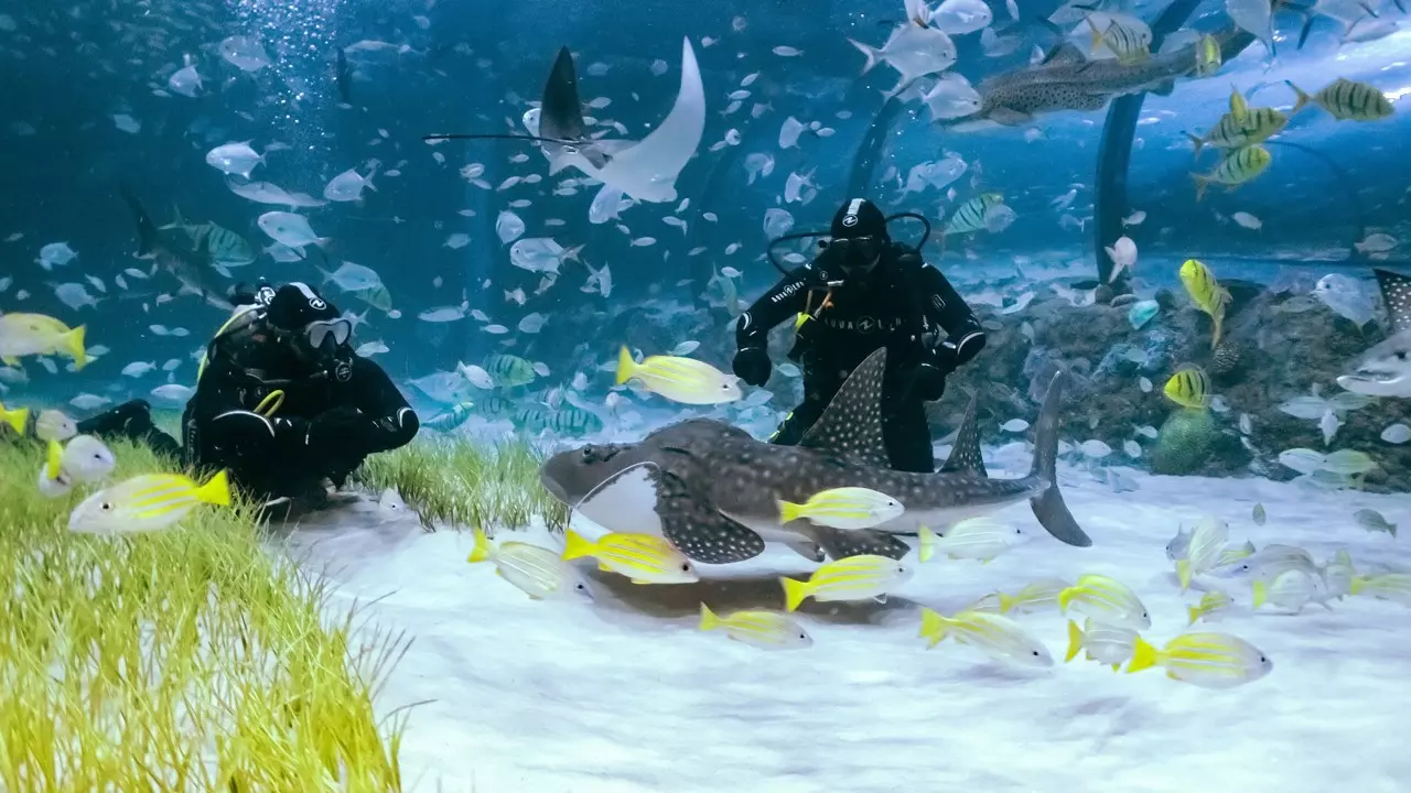 National Aquarium Abu Dhabi  - Photo 19