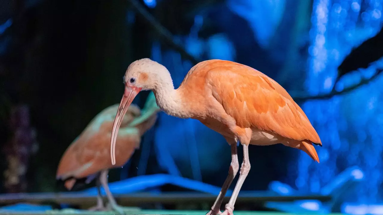 National Aquarium Abu Dhabi  - Photo 21