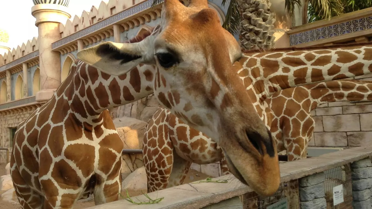 Abu Dhabi Emirates Park Zoo - Photo 8
