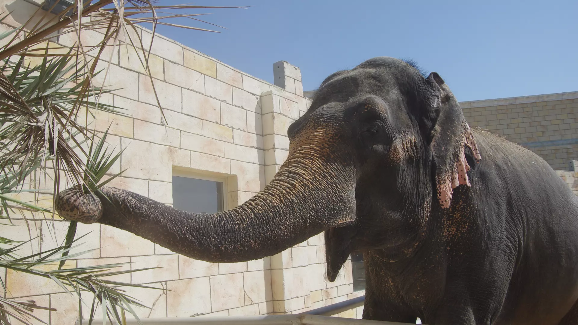 Abu Dhabi Emirates Park Zoo - Photo 21