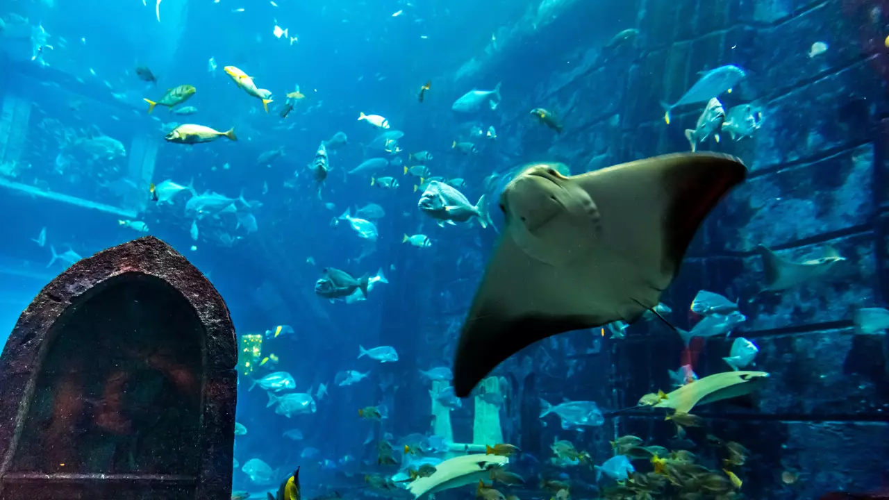 Aquarium and Underwater Zoo at the Dubai Mall - Photo 3