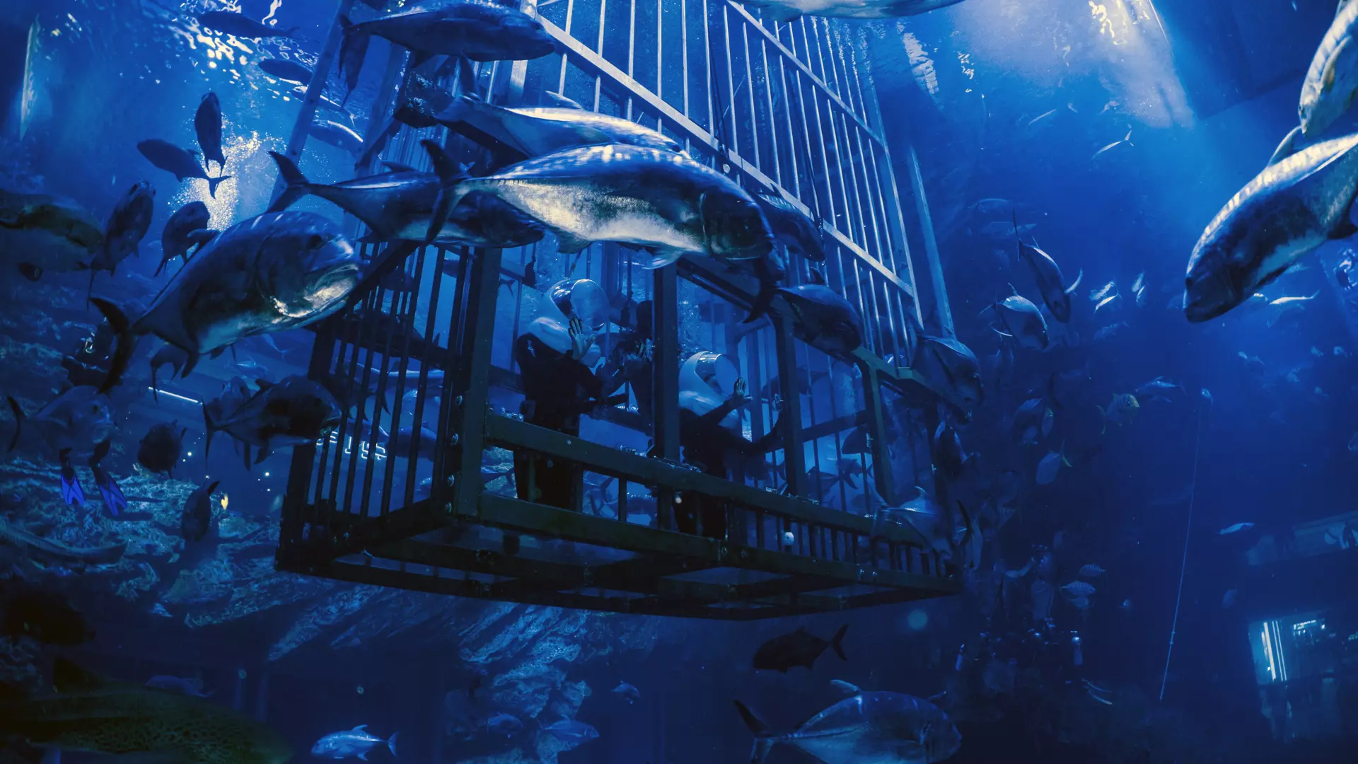 Aquarium and Underwater Zoo at the Dubai Mall - Photo 17