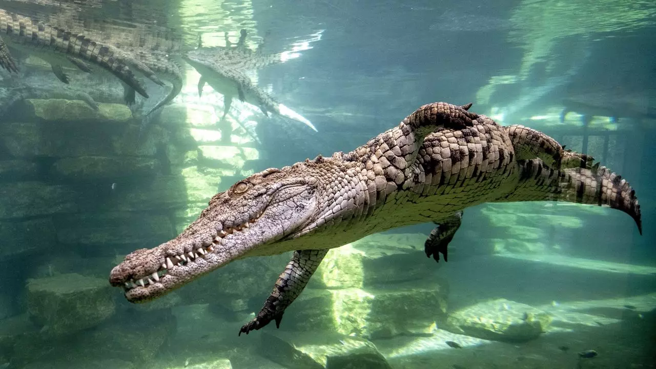 Dubai Crocodile Park - Photo 3