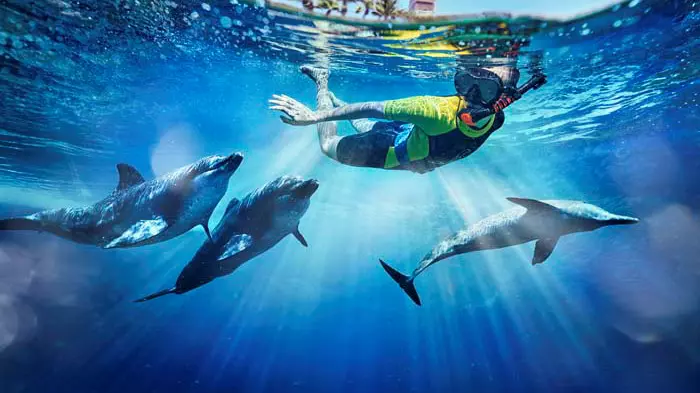 Dolphin Bay at Atlantis the Palm - Photo 23