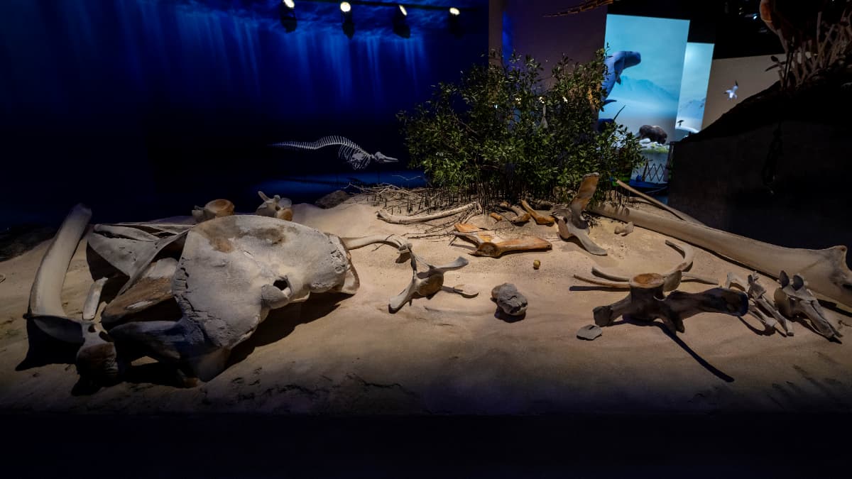Natural History Museum, Abu-Dhabi - Photo 3