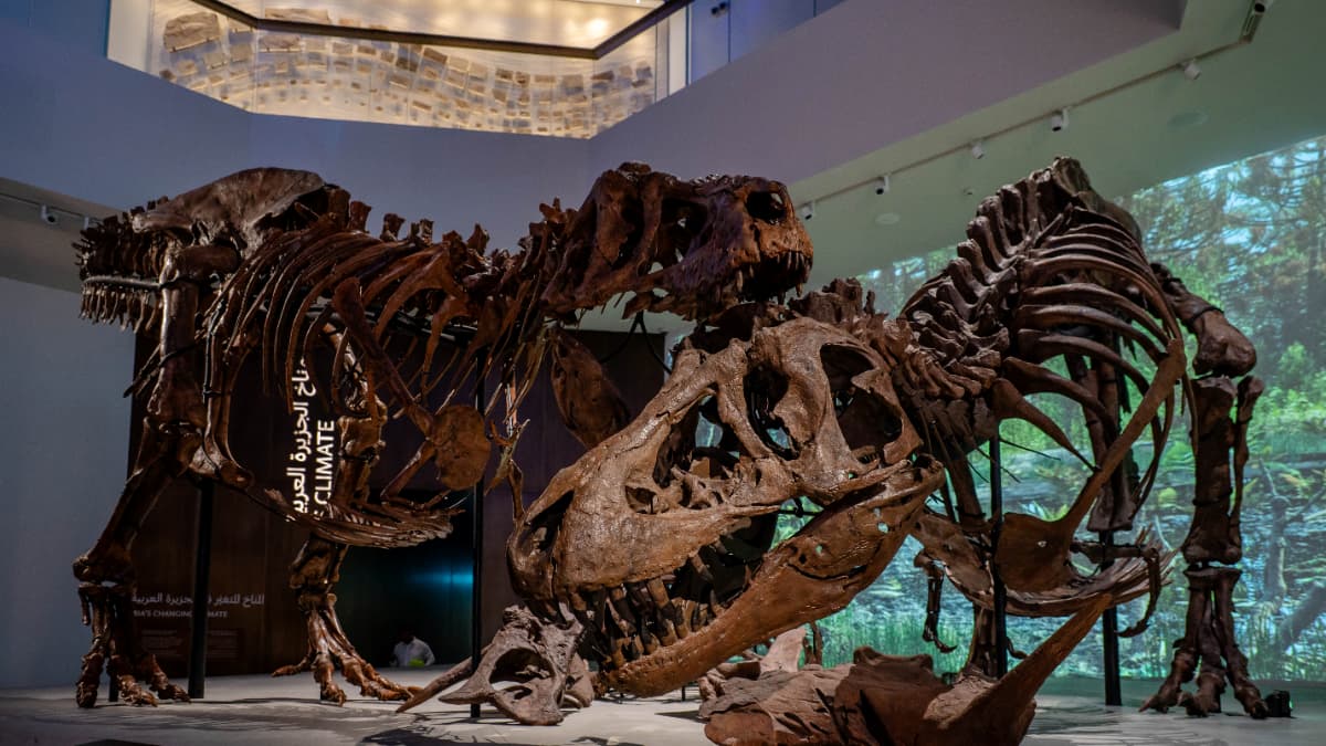 Natural History Museum, Abu-Dhabi - Photo 19
