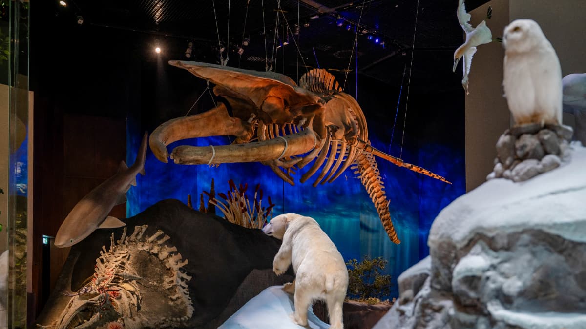 Natural History Museum, Abu-Dhabi - Photo 20