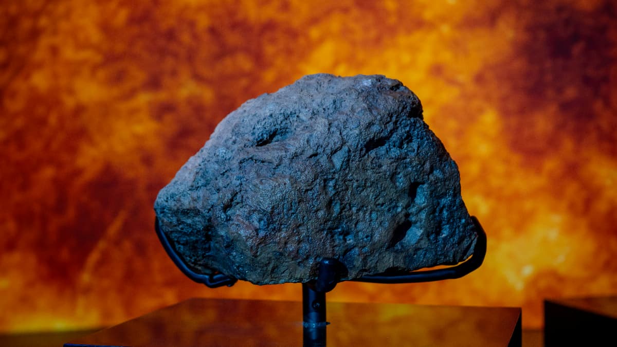 Natural History Museum, Abu-Dhabi - Photo 13