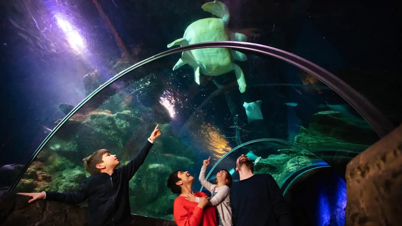 SEA LIFE London Aquarium Ticket - Photo 2