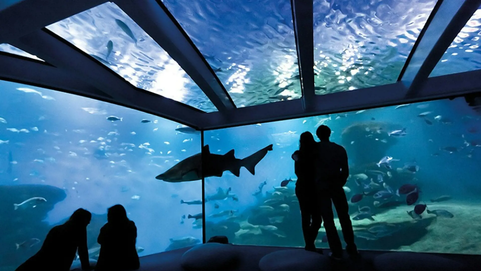 Palma Aquarium: Skip The Line Ticket + Optional 3D Cinema Aquadome - Photo 26