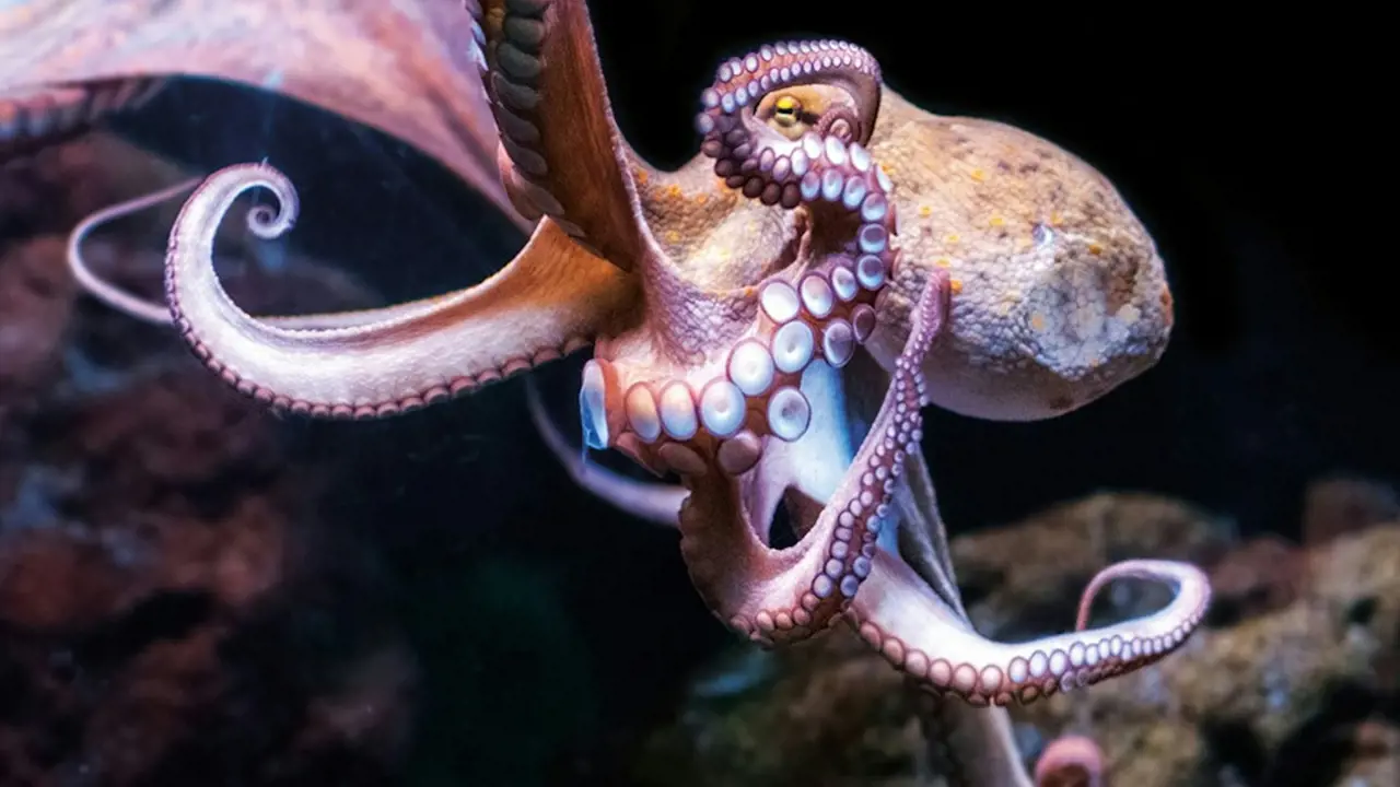 Palma Aquarium: Skip The Line Ticket + Optional 3D Cinema Aquadome - Photo 14