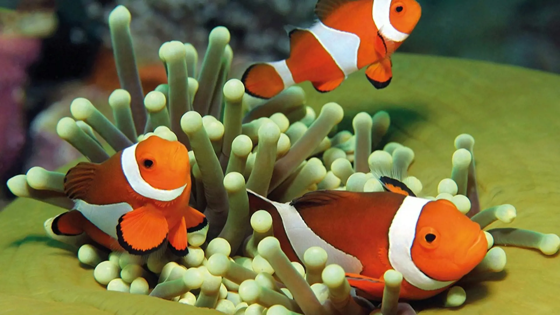 Palma Aquarium: Skip The Line Ticket + Optional 3D Cinema Aquadome - Photo 35