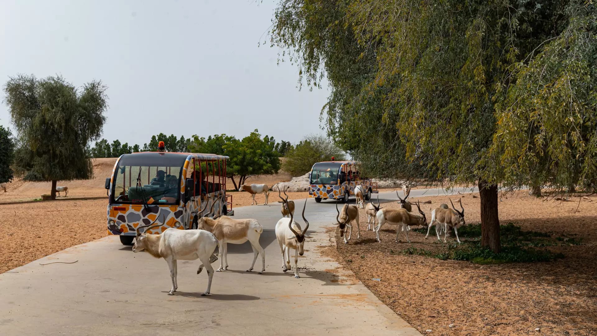 Dubai Safari Park - Photo 33