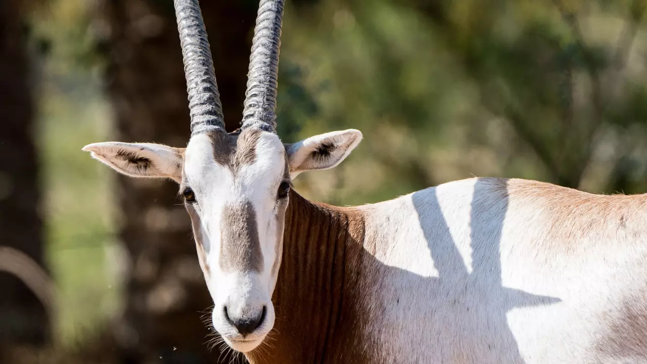 Dubai Safari Park - Photo 19