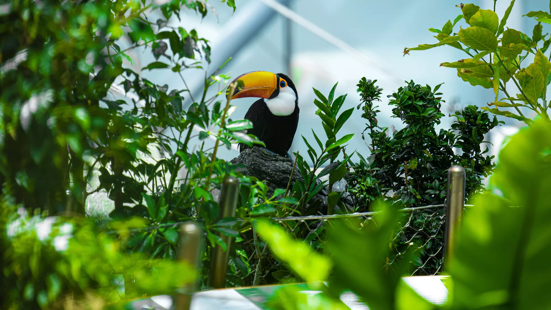 The Green Planet - Photo 29
