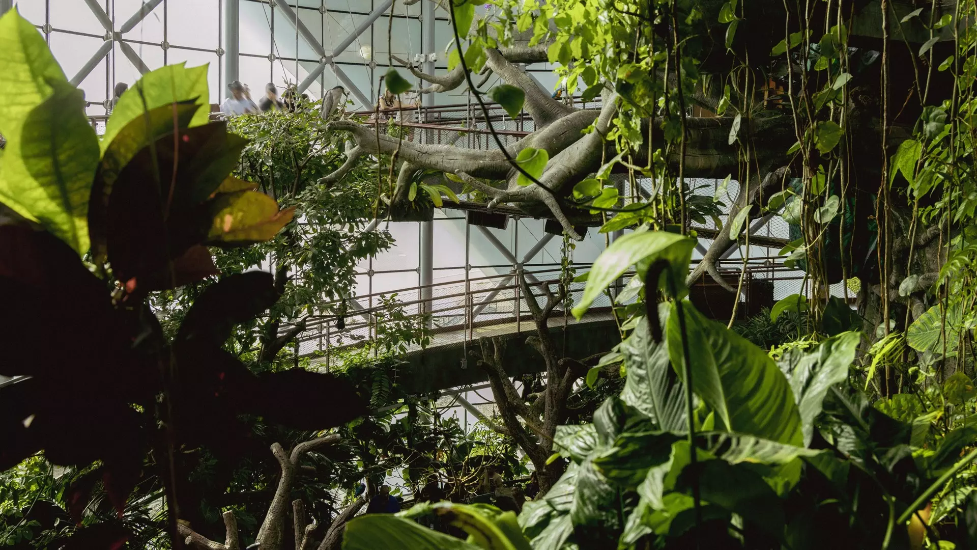The Green Planet - Photo 31
