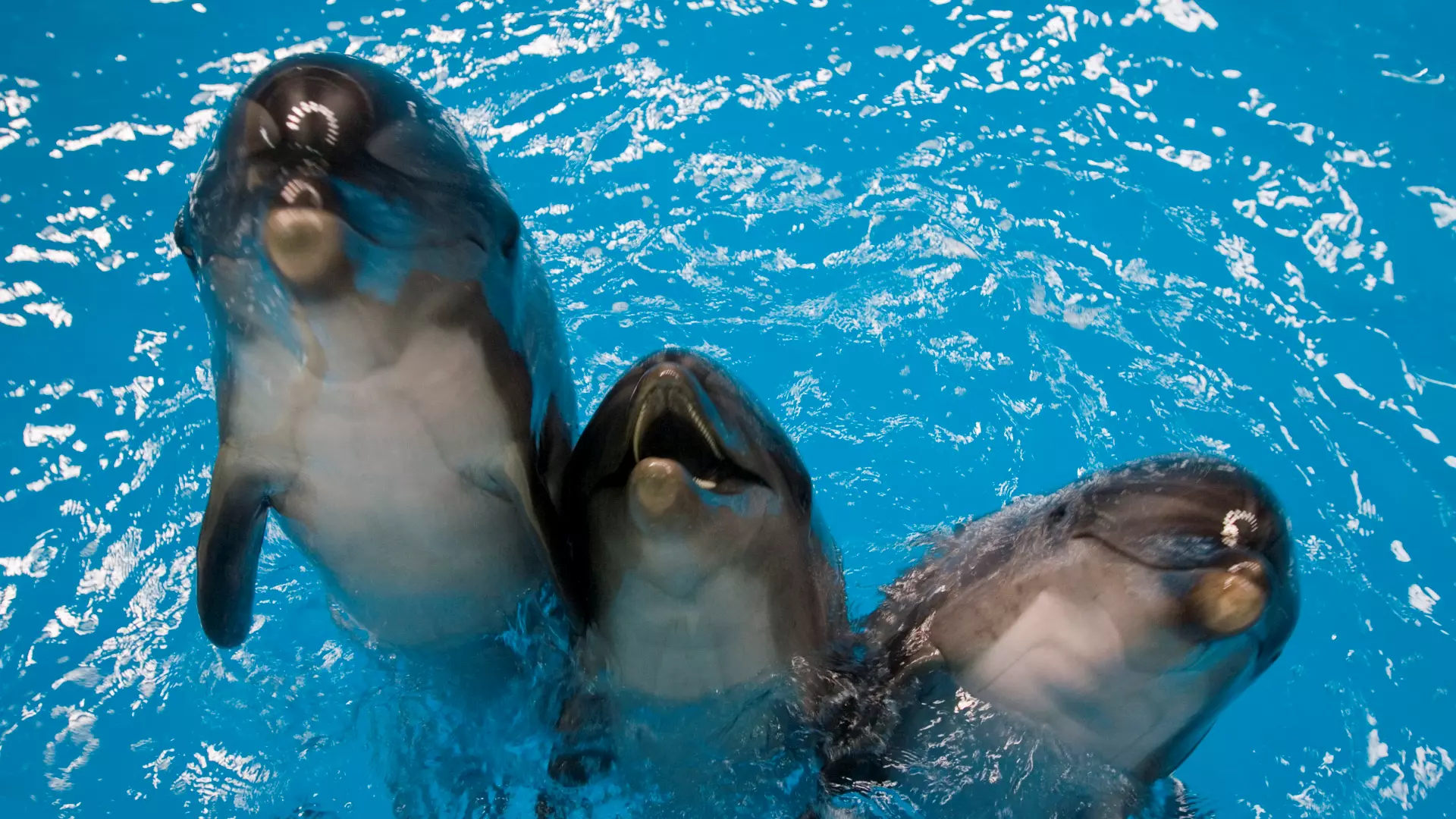 Dubai Dolphinarium - Photo 13