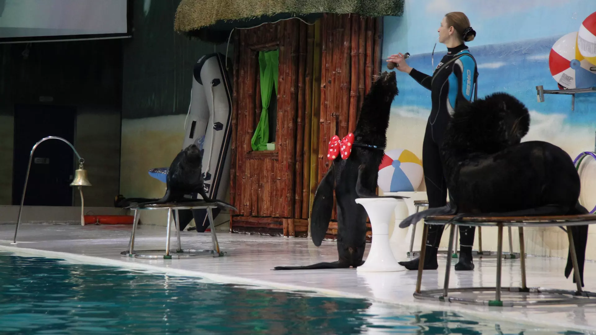 Dubai Dolphinarium - Photo 14