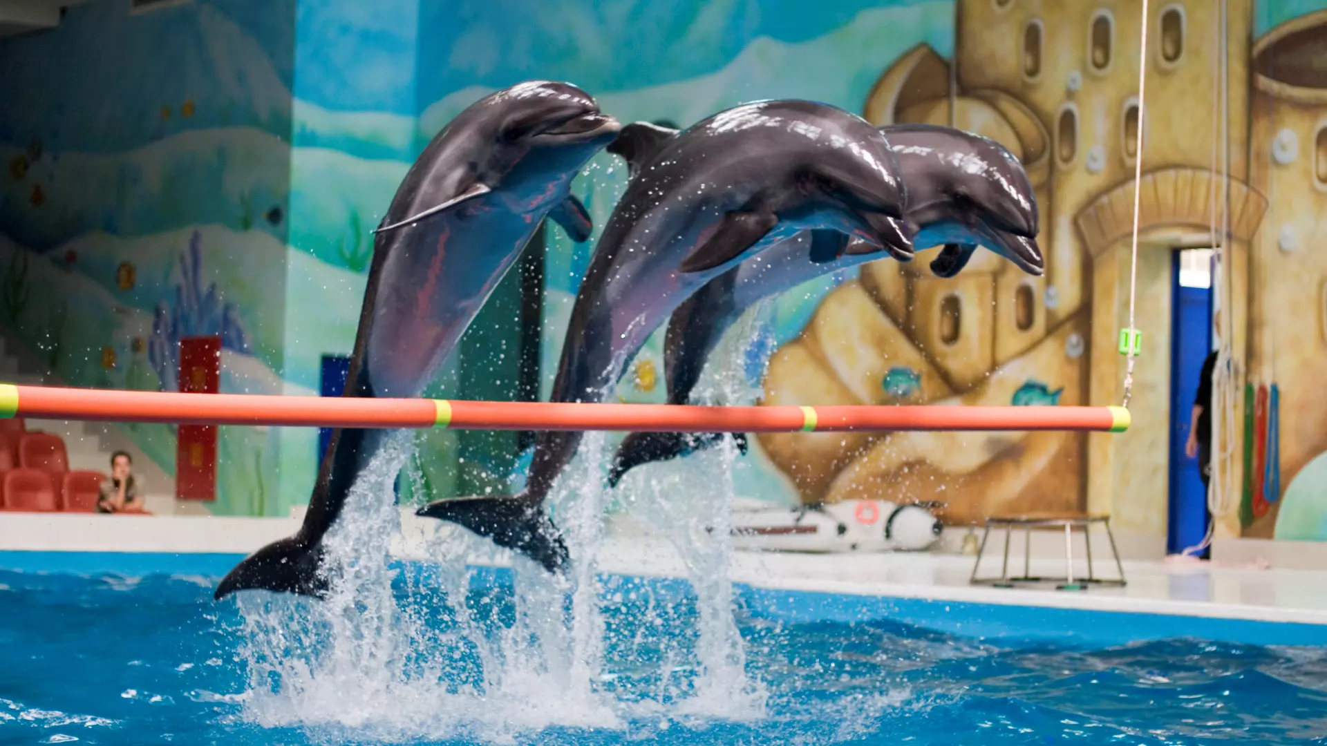 Dubai Dolphinarium - Photo 17