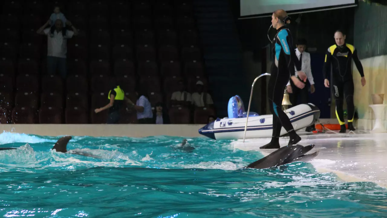 Dubai Dolphinarium - Photo 8