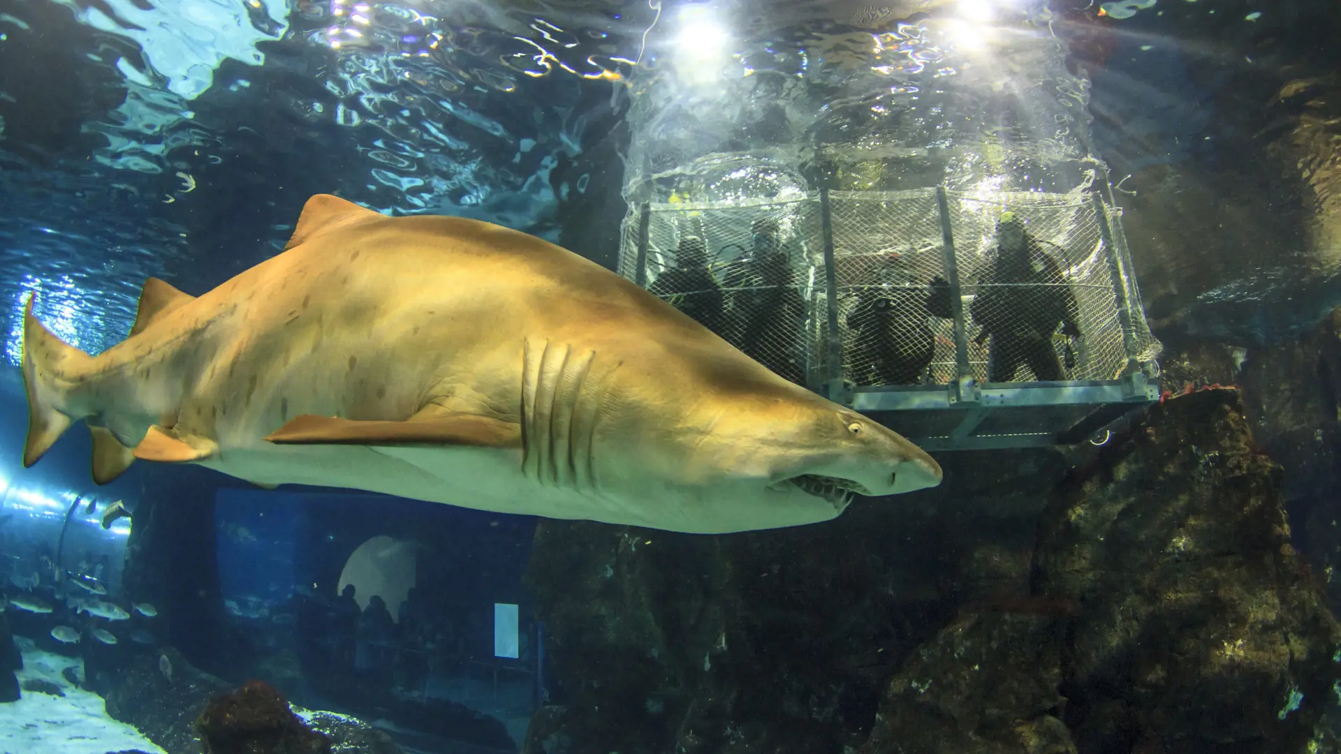 Barcelona Aquarium Ticket - Photo 13