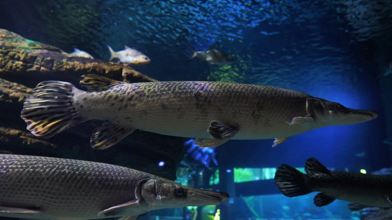 Aquaria Phuket - Photo 39
