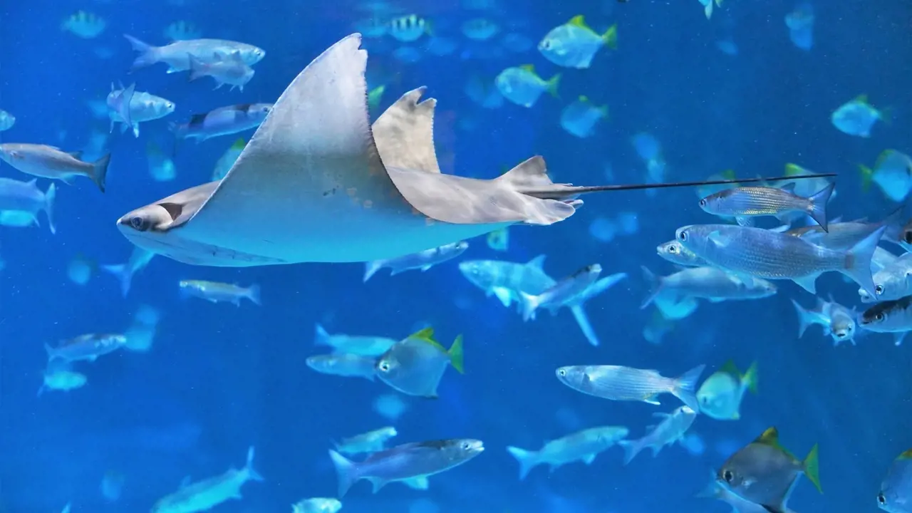Aquaria Phuket - Photo 16