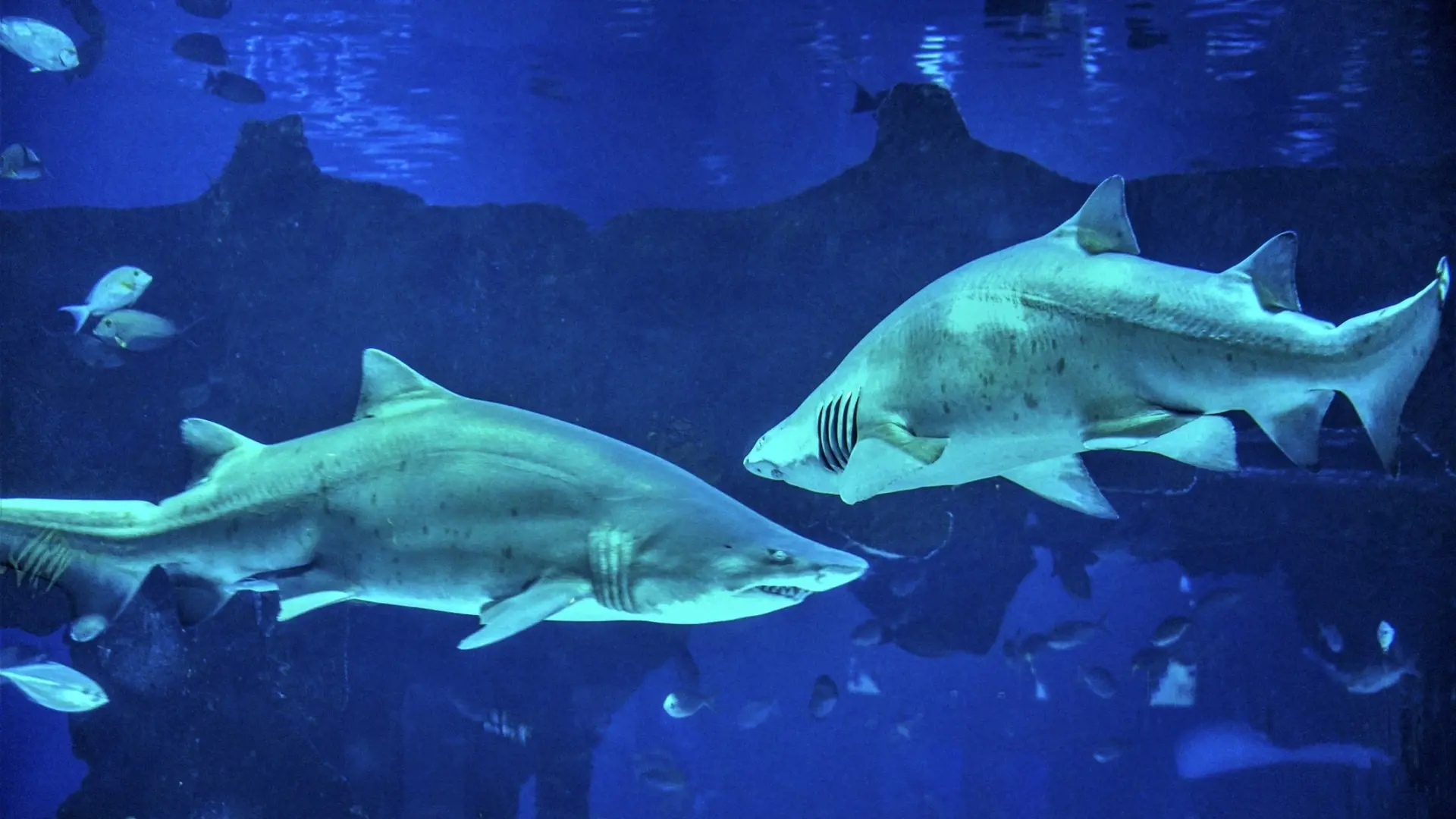 Aquaria Phuket - Photo 52