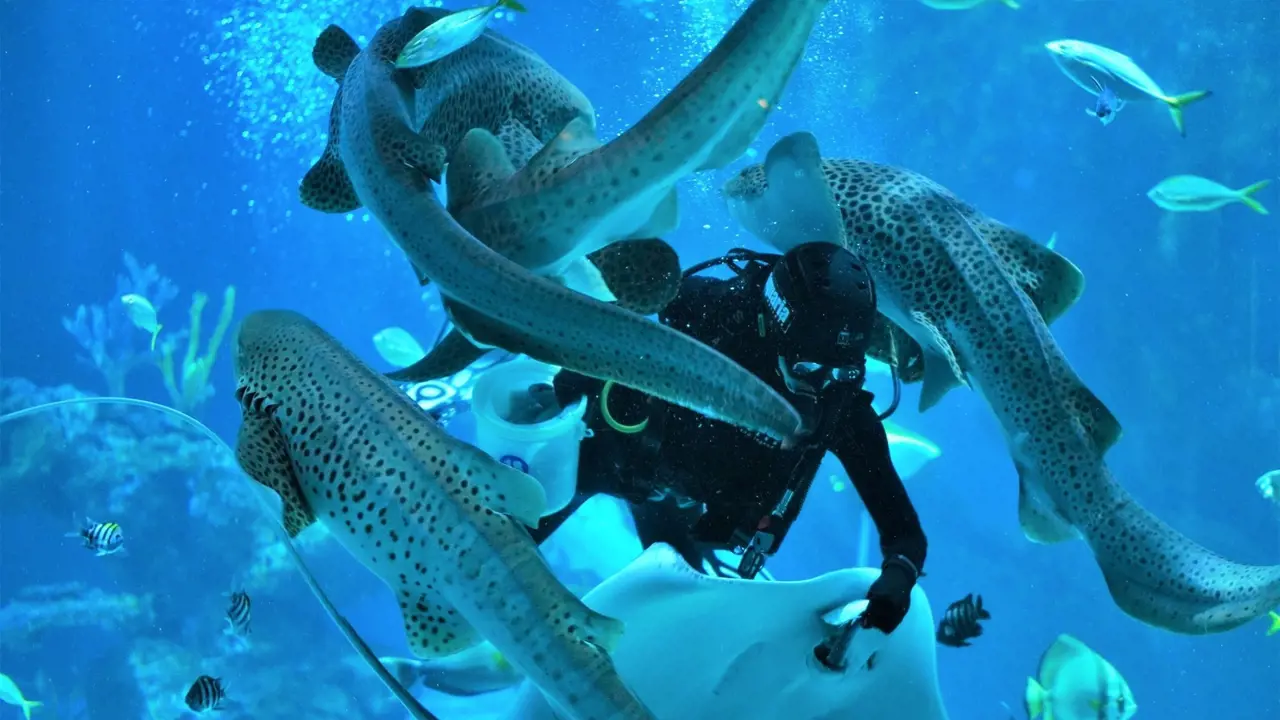 Aquaria Phuket - Photo 19