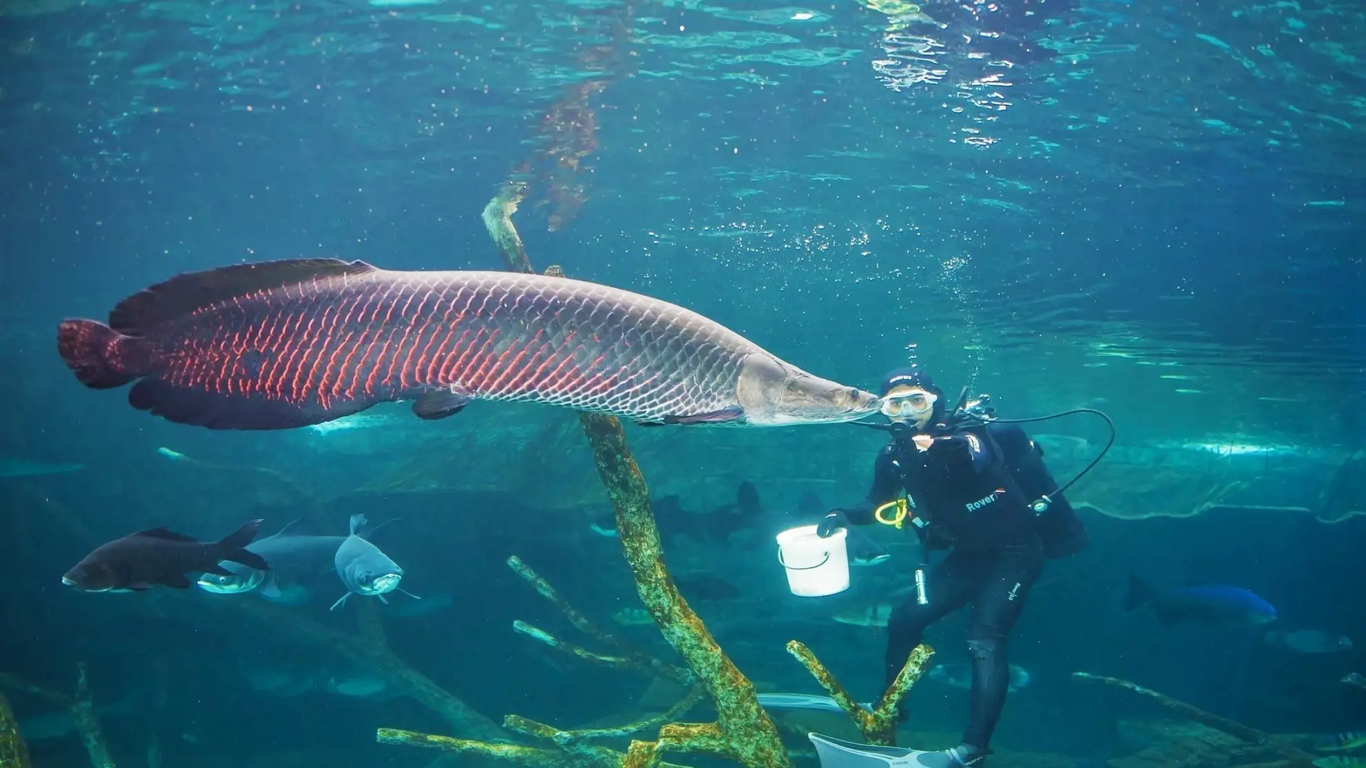 Aquaria Phuket - Photo 63