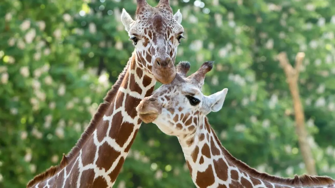 Schonbrunn Zoo