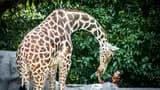 Zoo Negara Malaysia & & Panda Conservation Centre Ticket - Photo 27