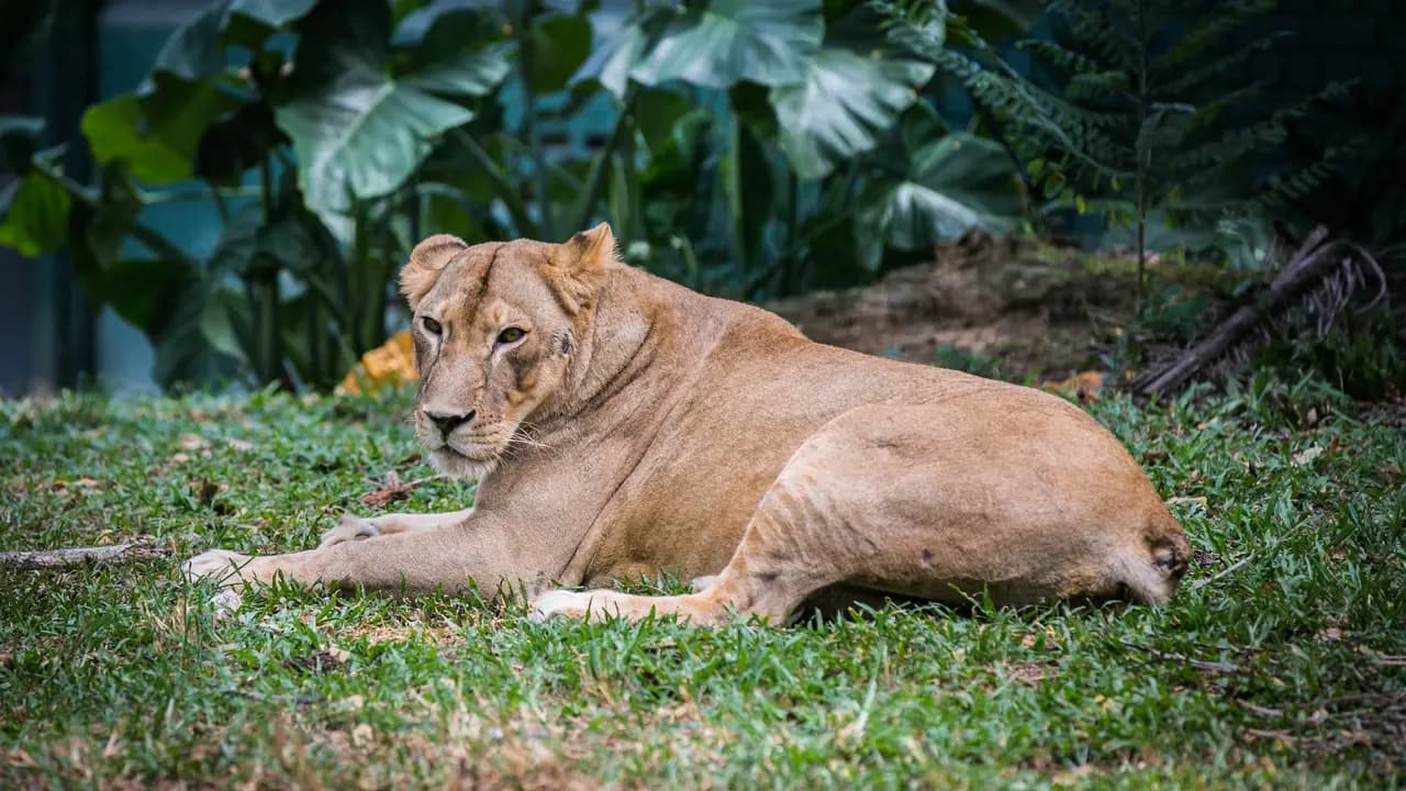 Zoo Negara Malaysia & & Panda Conservation Centre Ticket - Photo 6