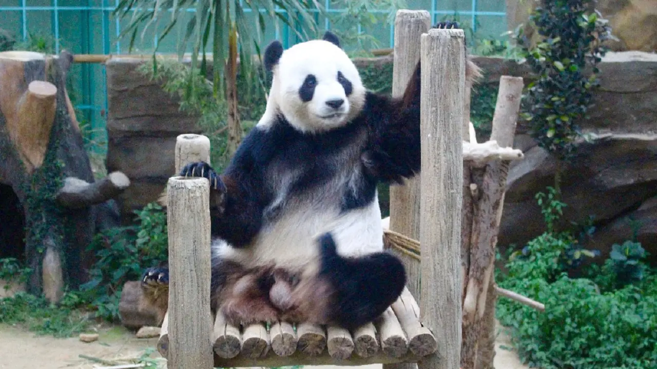 Zoo Negara Malaysia & & Panda Conservation Centre Ticket - Photo 49