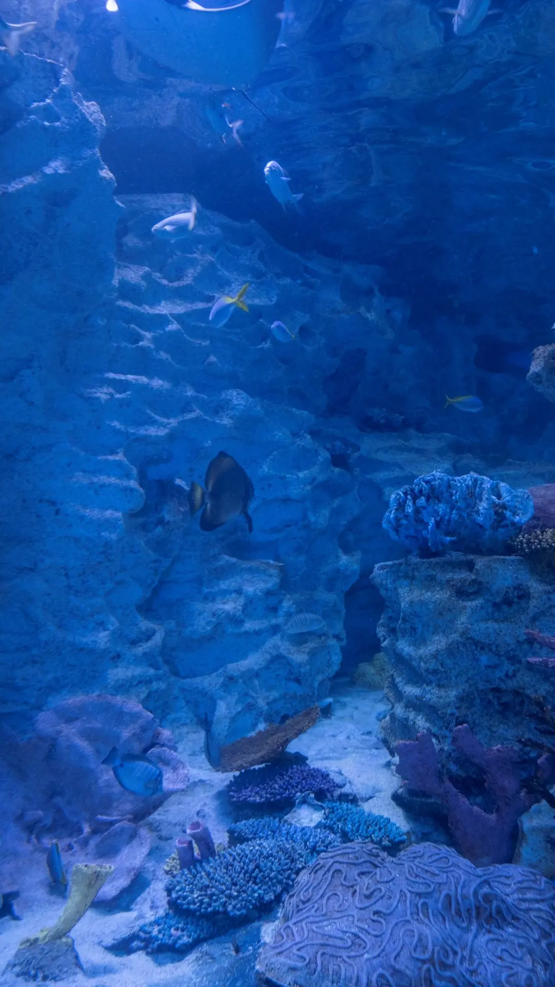 Emaar Aquarium and Underwater Zoo Ticket - Photo 14