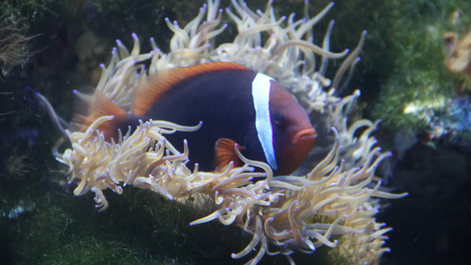 Underwater World Langkawi Ticket - Photo 31