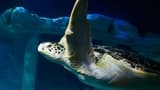 SEA LIFE Porto Ticket - Photo 9