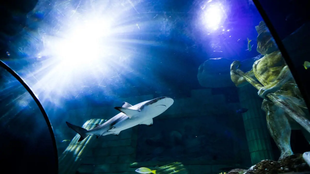 SEA LIFE Porto Ticket - Photo 5