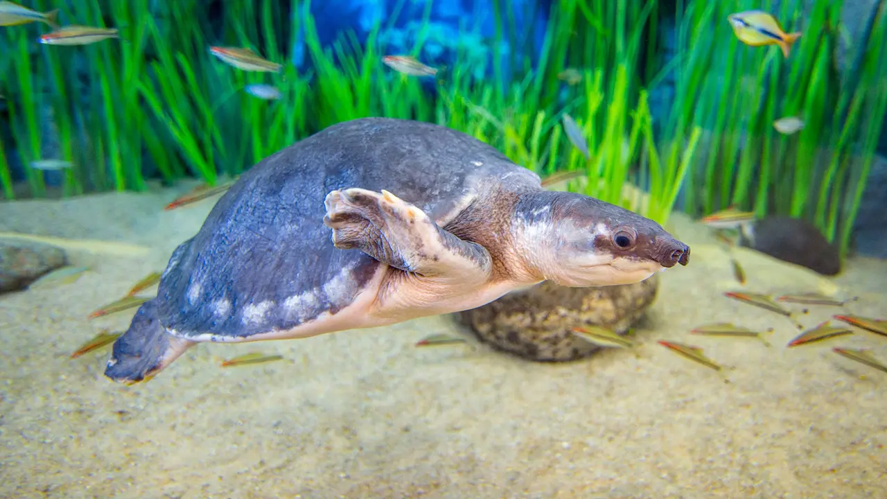 Poema del Mar - Aquarium Gran Canaria: Skip The Line Ticket - Photo 6