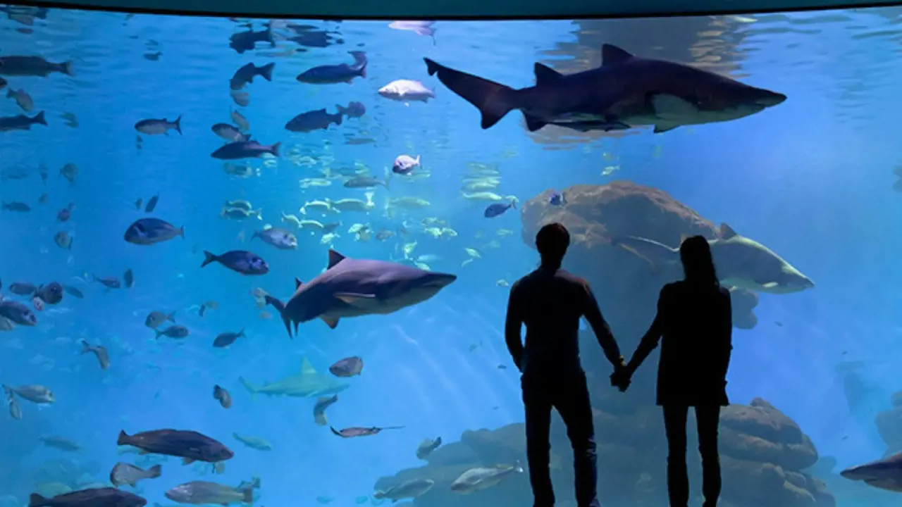 Palma Aquarium: Skip The Line Ticket + Optional 3D Cinema Aquadome